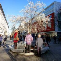 ☼ Wetter am 2. Advent 2015 –  blühende Kirschbäume