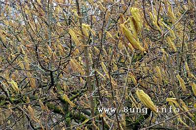 w.weidenkaetzchen.wind.bluete (9)a