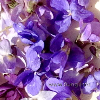 Veilchenblüten, lila bis violett