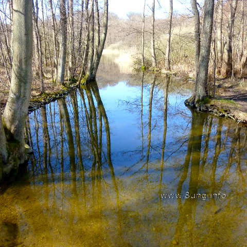 Bäume spiegeln sich im Wasser, ebenso der blaue Himmel