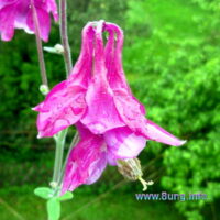 ☼ Wetter im Mai: Warmer Regen, Freude der Gartenbesitzer