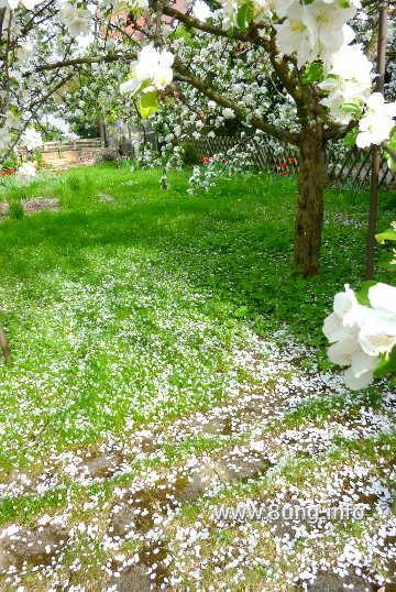 Apfelbaum mit weissen, abfallenden Blüten 