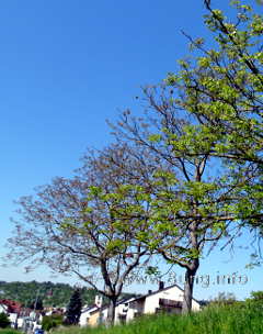 w.esche.blatt.baum1