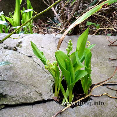 Maiglöckchen mit Blättern und grünen Knospen