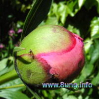 ☼ Wetterprognose: Eisheilige 2016 – letzter Tag – Kalte Sophie