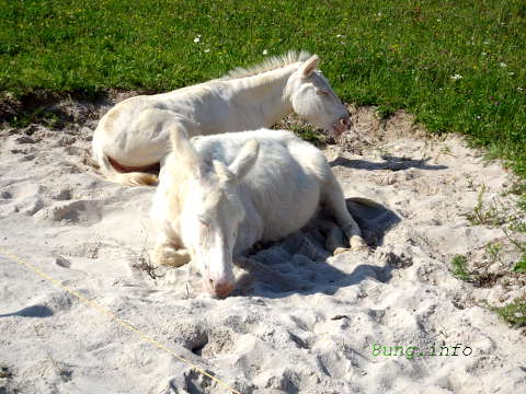 w.esel.weiss1