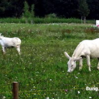 ✿ Weiße Esel in Bayreuth auf der Landesgartenschau