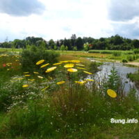 ✿ Kunstblumen mit Wildblumen auf der Landesgartenschau Bayreuth