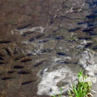 Bild des Tages: Planschbecken für Fischkinder