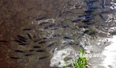 Bild des Tages: Planschbecken für Fischkinder | Kulturmagazin 8ung.info