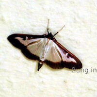 Haustiere für umsonst: Schmetterlinge an der Wand