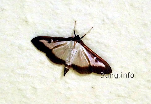 Haustiere für umsonst: Schmetterlinge an der Wand | Kulturmagazin 8ung.info