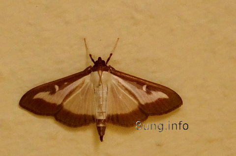 w.falter.schmetterling (2)