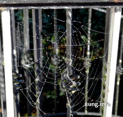 Wetter am 9. November 2016  - Spinnennetz mit Wassertropfen