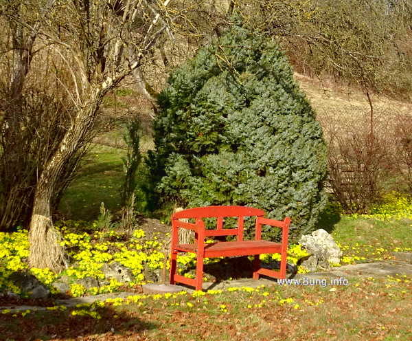 gelbe Winterlinge, rote Bank, kahle Bäume