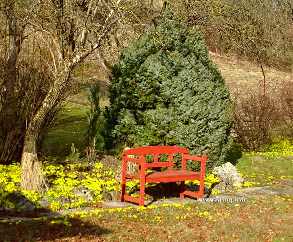 w.bank.winterlinge.aa gelbe Winterlinge, rote Bank, kahle Bäume