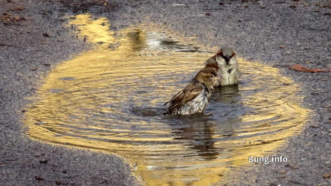 Spatzen baden in gelber Pfütze