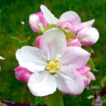 weiss-rosa Blüte eines Apfelbaums