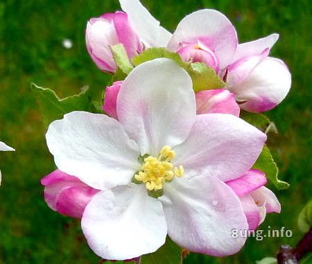 weiss-rosa Blüte eines Apfelbaums