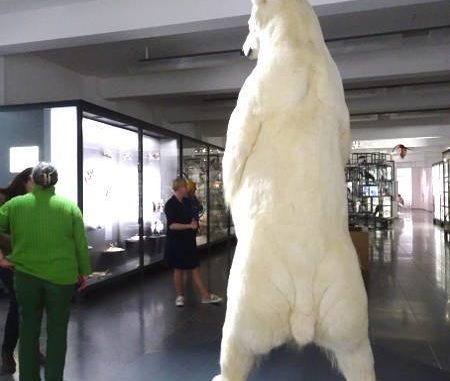 Eisbär im Museum Wiesbaden