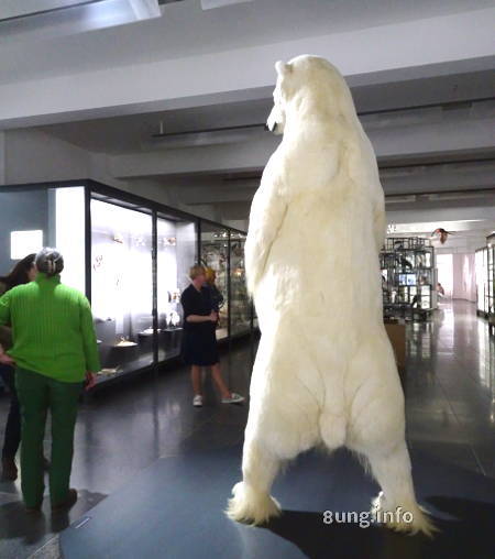 Eisbär im Museum Wiesbaden