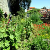 ✿ Garten.Impulse in Erfurt: Domgarten mit Färberwaid