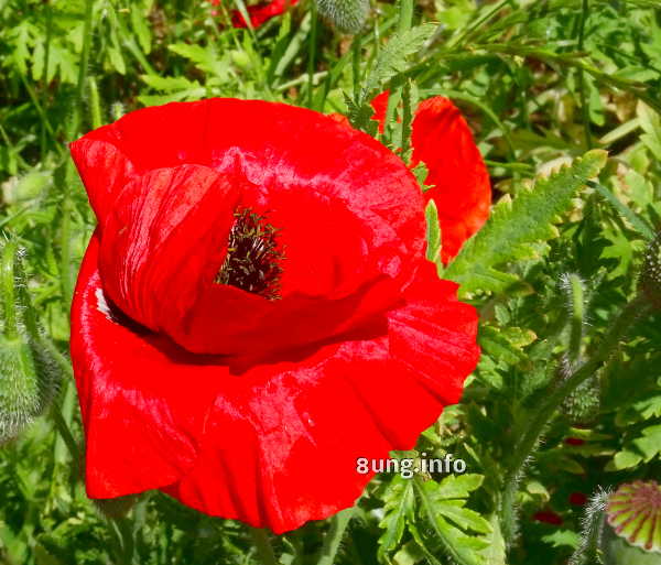 roter Mohn