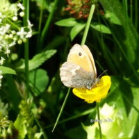 ✿ Bild des Tages: Schmetterlinge im Juni