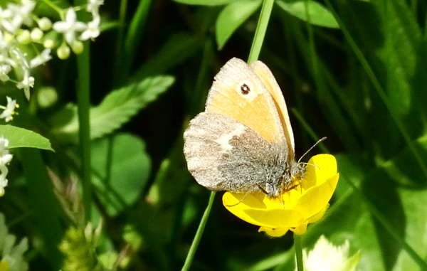 Schmetterling auf gelber Blüte