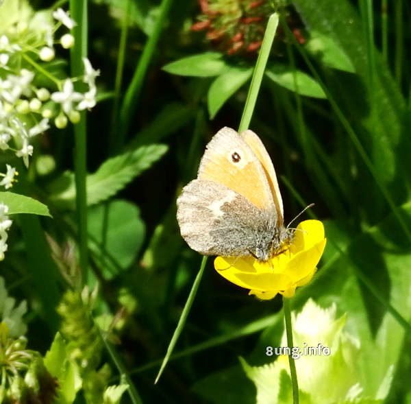 Schmetterling auf gelber Blüte