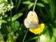 Schmetterling auf gelber Blüte
