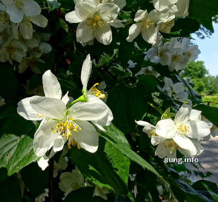 weisse Jasminblüten am Strauch