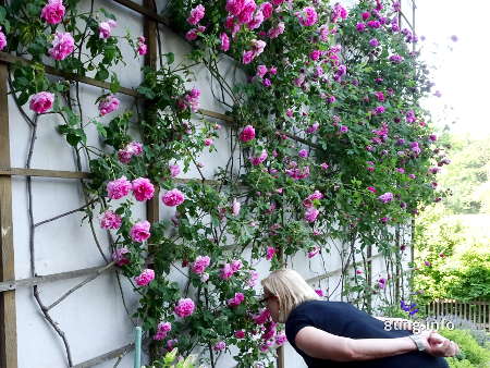 duftende Rosen an Goethes Gartenhaus