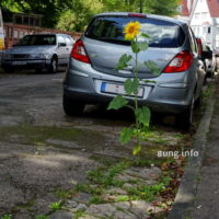 ✿ Bild des Tages: Sonnenblume – Symbol für friedliches Nebeneinander