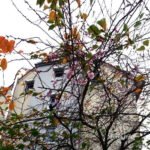 Baum in Herbst mit rosa Blüten