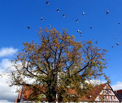 vogelschwarm vor blauem Himmel fachwerkhaus