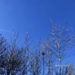 Baumwipfel mit Nest, blauer Himmel