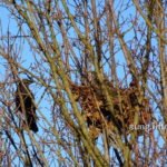 Rabenvogel neben seinem Nest