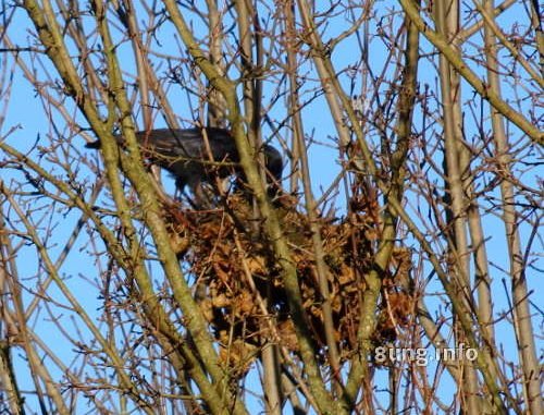 Rabenvogel auf dem Nest