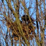 Rabenvogel schwarz Nest