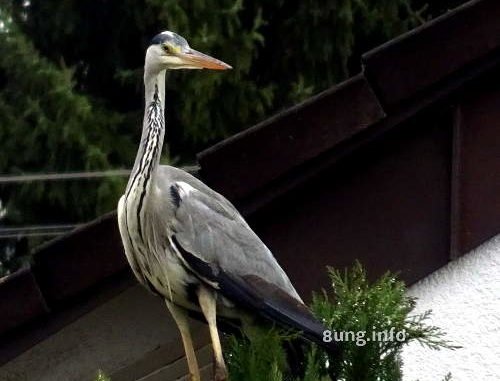 Stehender Graureiher mit Blick nach hinten
