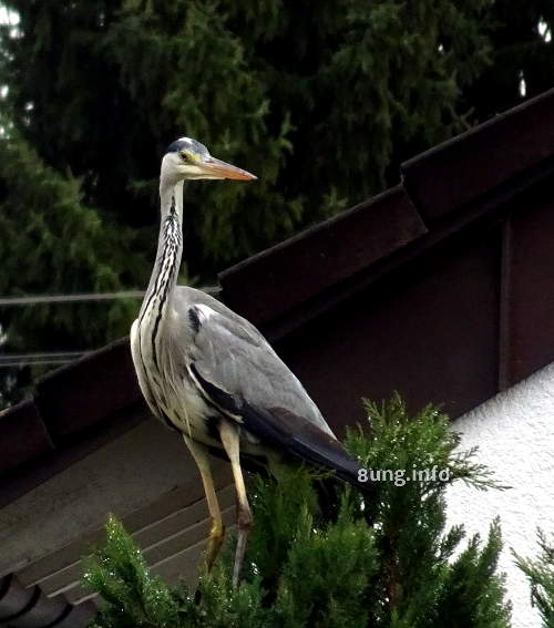 Stehender Graureiher mit Blick nach hinten