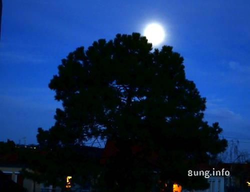 Vollmond mit Hof hinter einem Baum, blauer Himmel