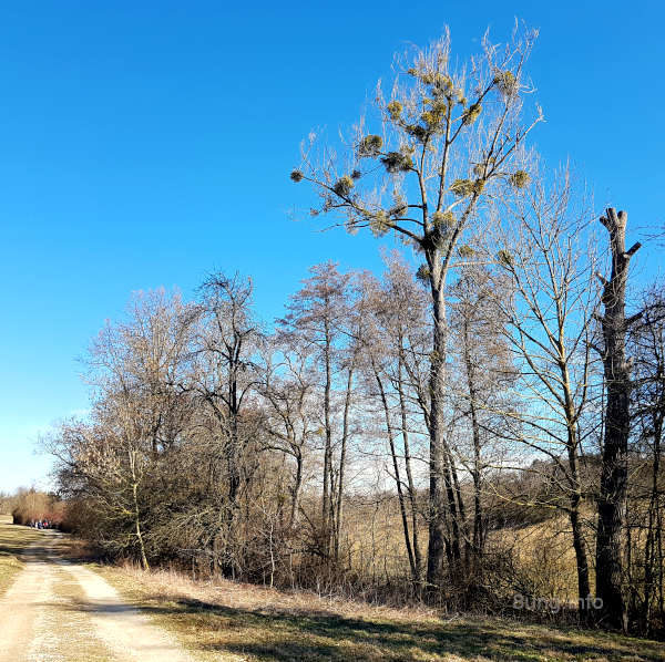 Mistelkolonie auf dem Baum