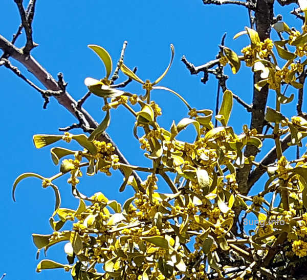 Mistel vor blauem Himmel