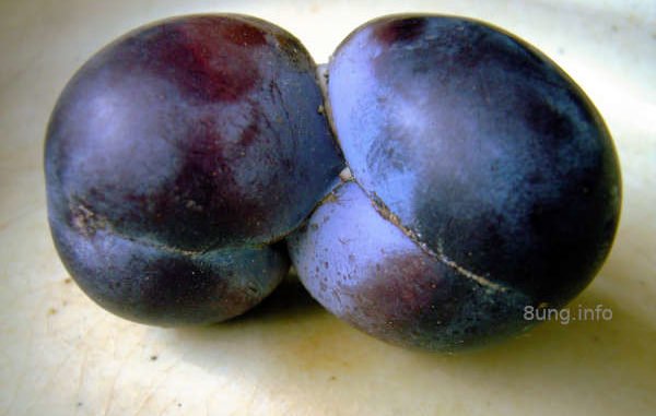 Paar Pflaumen