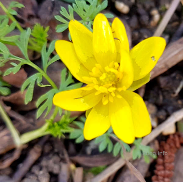 gelbe, glänzende Blüte des Scharbockskrauts