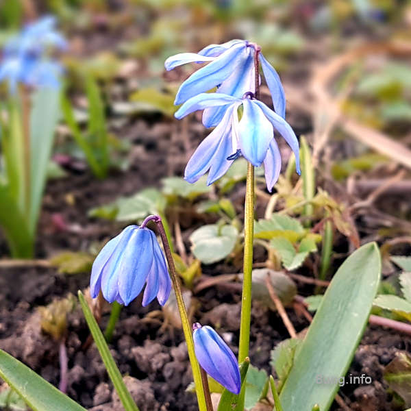 Blausternchen in Blüte und Knospen