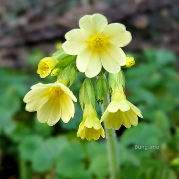 hellgelbe Schlüsselblume