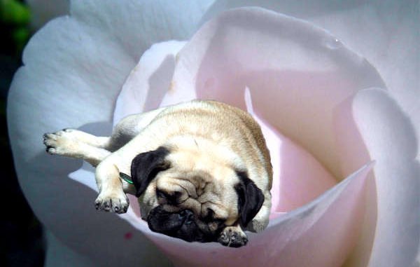 Rosenkavalier als Mops